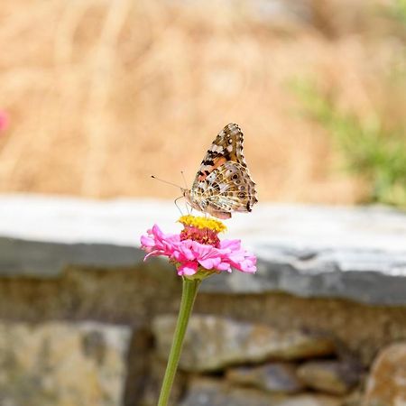 Villa Andromeda Аморгос Екстериор снимка